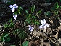 probably Viola × bavarica (or Viola reichenbachiana?)