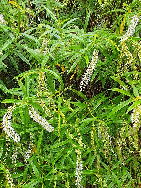 File:Veronica stricta stricta 116146039.jpg