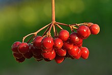 Viburnum opulus fruits - Keila.jpg