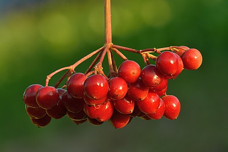 "Viburnum_opulus_fruits_-_Keila.jpg" by User:Iifar