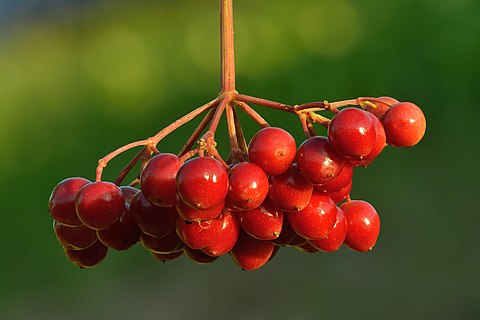 Fruits of guelder-rose