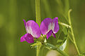 * Nomination Common Fetch (Vicia sativa) --LC-de 19:02, 5 February 2012 (UTC) * Promotion QI to me--Lmbuga 21:41, 5 February 2012 (UTC)