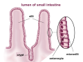 Villi e microvilli nell'intestino tenue