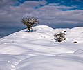 * Nomination Hawthorn (Crataegus laevigata/Crataegus monogyna) at the former quarry of Olarizu after snowing. Vitoria-Gasteiz, Basque Country, Spain --Basotxerri 20:02, 21 January 2018 (UTC) * Promotion Good quality. PumpkinSky 20:22, 21 January 2018 (UTC)