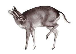 Walters duiker