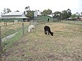 Alpacas