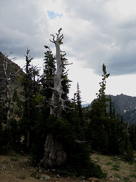 File:Weathered Tree - Flickr - brewbooks.jpg