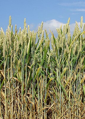 Wheat field with unburned wheat (Triticum aestivum)