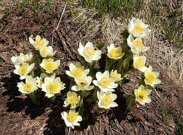 File:Western_Anemone_Anemone_occidentalis.jpg