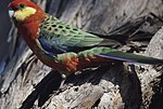 Thumbnail for Western rosella