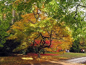 Westonbirt Arboretum - geograph.org.uk - 3338.jpg