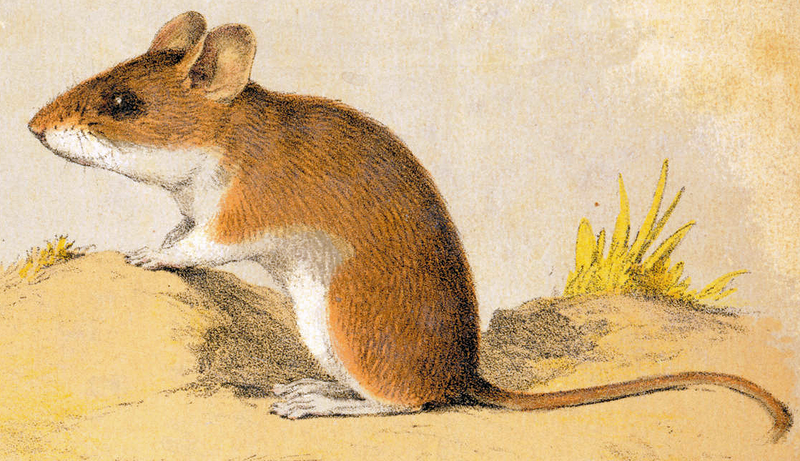 File:White-footed mouse.png