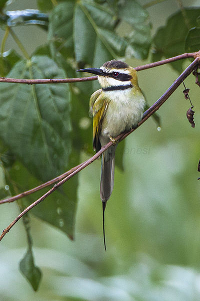 File:White-throated Bee-eater - Ghana 14 S4E2680 (16196381922).jpg