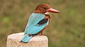 * Nomination White-throated kingfisher near Jargari, Ludhiana disctrict, Punjab, India --Satdeep Gill 05:34, 16 February 2017 (UTC) * Promotion Sharp image, good contrast, effective use of depth of field to isolate subject. --Ryanx7 07:08, 16 February 2017 (UTC)