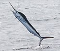 Weißer Marlin in North Carolina 1394318584.jpg