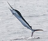 Hooked billfish can leap spectacularly out of the water
