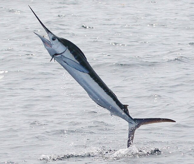 marlin swimming in the ocean