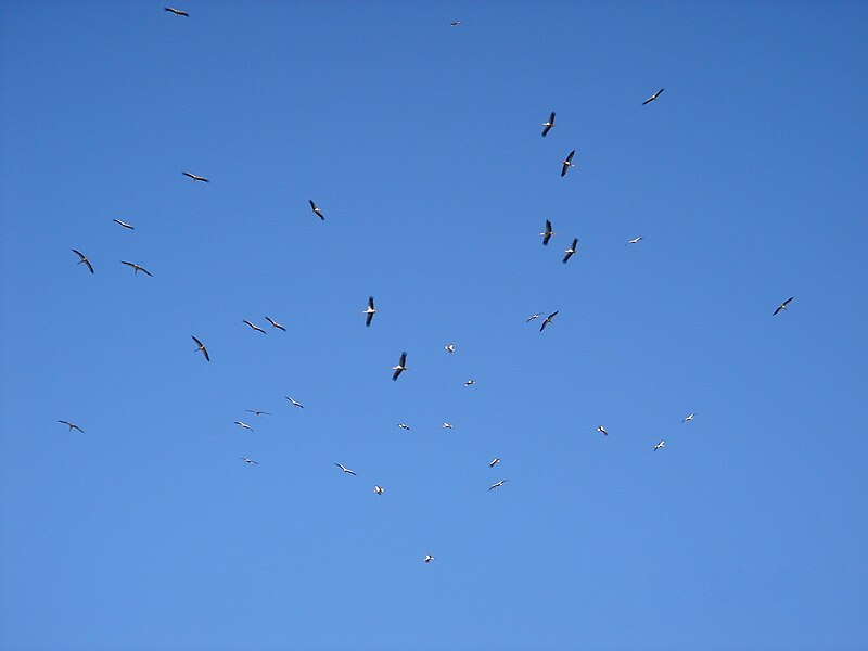 File:White Storks Migrating Northwards Over Bental Mountain DSC00703.JPG