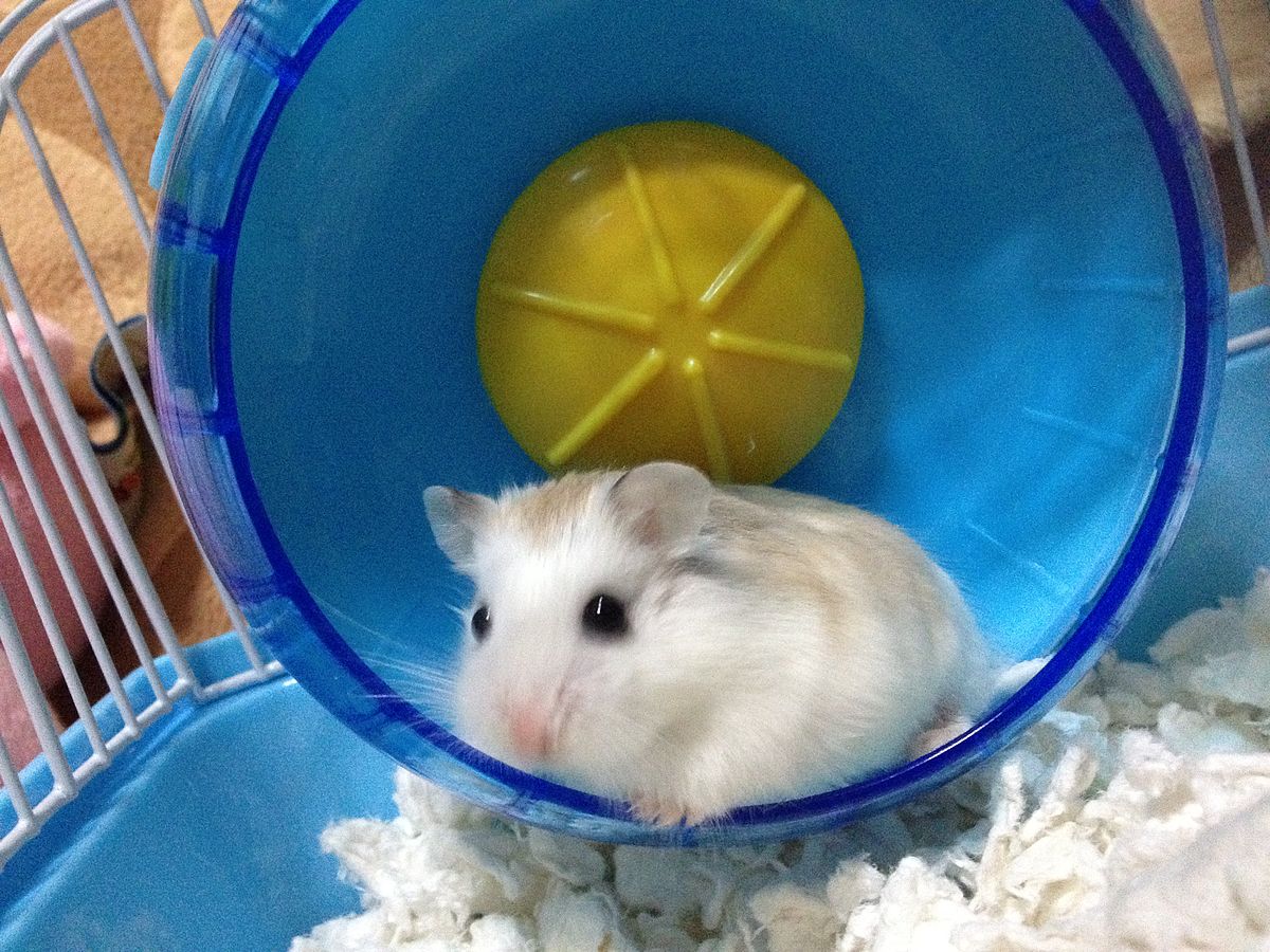 File:White face roborovski dwarf hamster.jpg - Wikimedia Commons.