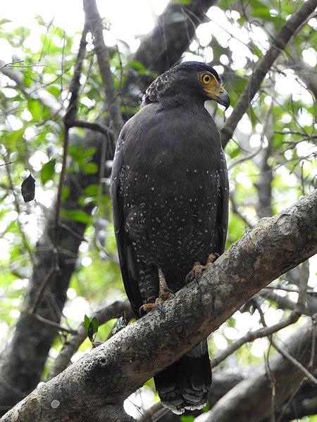 File:WilpattuNationalPark - February 2018 - Crested serpent eagle (3).jpg