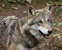 A grey wolf.