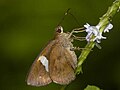 Thumbnail for List of butterflies of India (Hesperiinae)