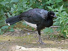 Yellow-knobbed Curassow RWD3.jpg