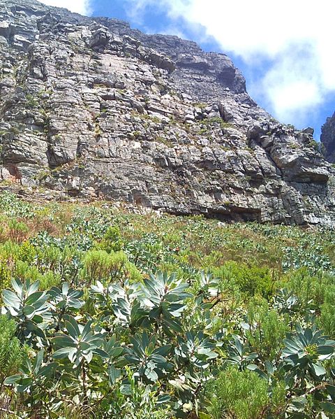 File:Young Waboom trees on Table Mountain - Protea nitida 4.JPG