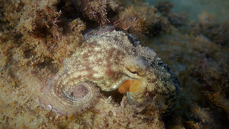 Young common octopus (Octopus vulgaris), eating a piece of mussel flesh. Photo by Toto-720