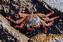 Краб (Grapsus grapsus)