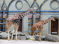 Zoo Berlin Mai 2007