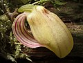 Zootrophion hirtzii (Ecuador) Luer, Amer. Orchid Soc. Bull. 53- 1293 (1984) (23923078127) - cropped.jpg
