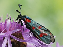 Zygaena centaureae