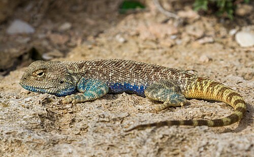 Steppe agama in Ustyurt reserve. Karakiya District, Mangystau Region, Kazakhstan.