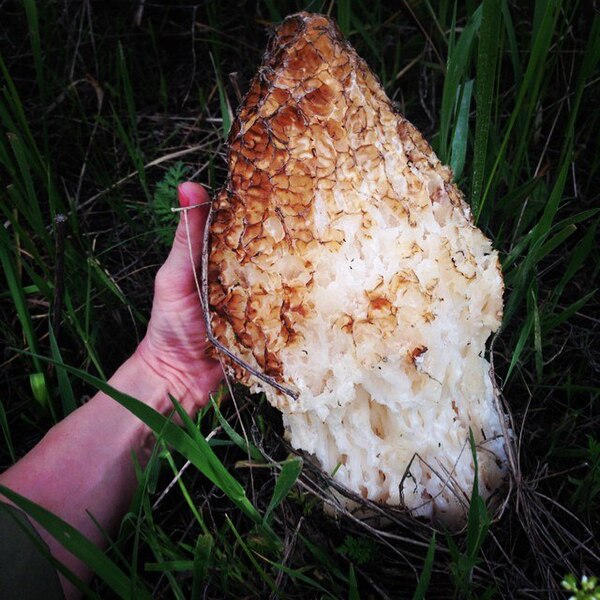 File:Самый большой сморчок Biggest Morchella.jpg