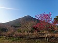Mt. Kaimon in early spring 