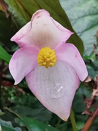 <i>Begonia chitoensis</i> Species of plant