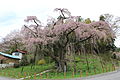 紅枝垂地蔵桜