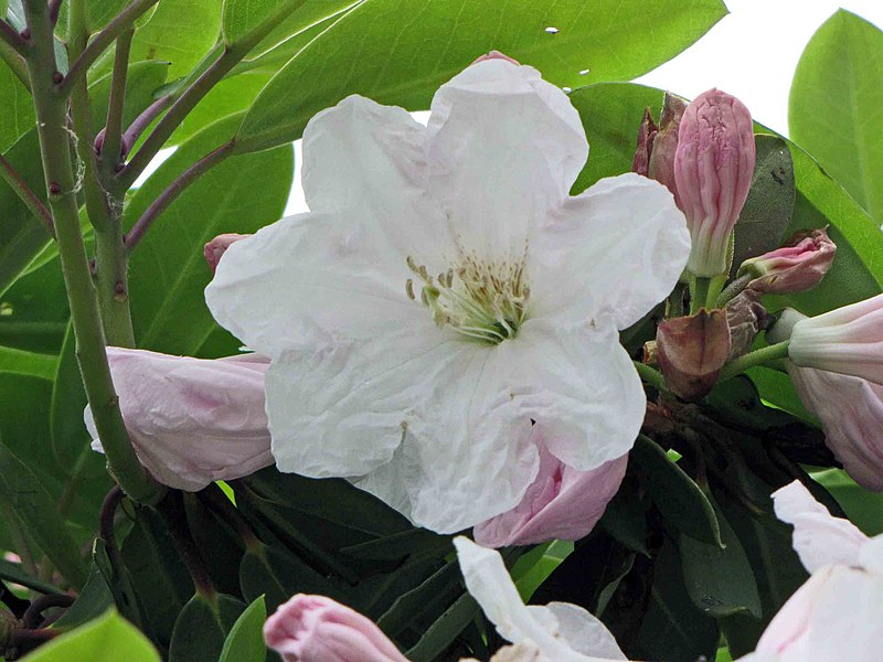 File:蒼白杜鵑 Rhododendron glaucophyllum -比利時 Ghent University Botanical Garden, Belgium- (10018297726).jpg