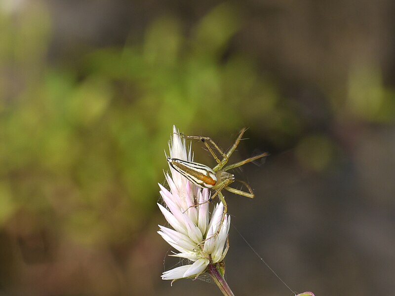 File:... spider -- lynx spider (5004281568).jpg