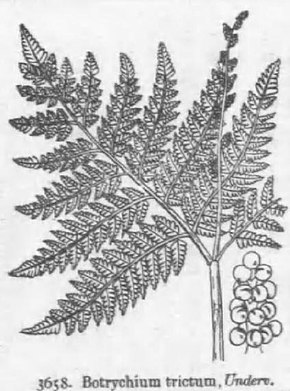 Descrizione dell'immagine 018 Botrychium strictum nagabonatsunohanawarabi.jpg.