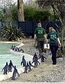 Penguins at London Zoo.