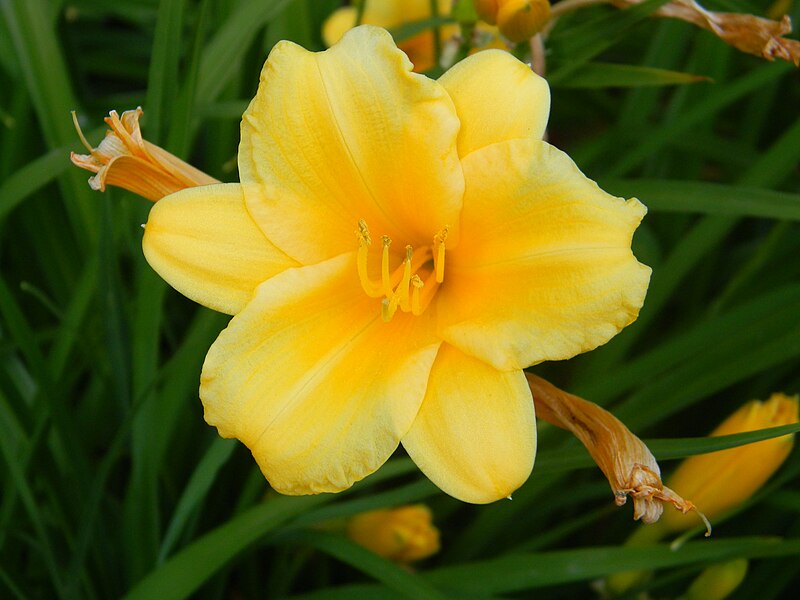 File:10Hemerocallis, Laslovarga.jpg