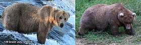 Two photos of a bear. It is skinny in the image labelled July 10, 2019. It is fat in the image labelled September 21, 2019.