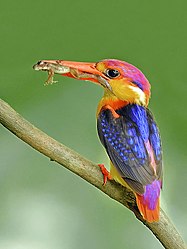 Oriental dwarf kingfisher