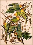 Illustration av John James Audubon.