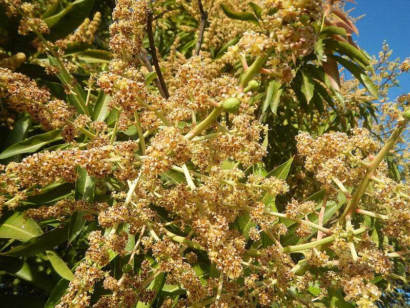 File:1897Mango flowers in the Philippines 02.jpg