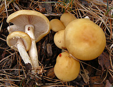 Ankstyvoji dirvabudė(Agrocybe praecox)