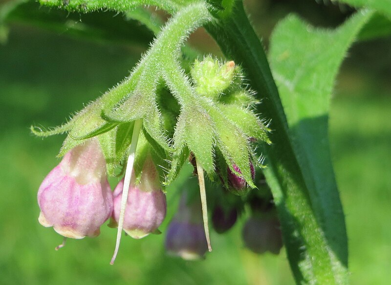 File:20140723Symphytum officinale (cropped).jpg