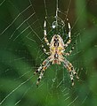 Gartenkreuzspinne - Araneus diadematus, Weibchen